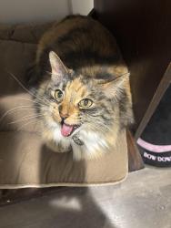 Lost Female Cat last seen Carver Lane, Lebanon, TN 37087