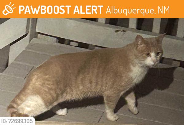 Found/Stray Male Cat last seen Tram, Albuquerque, NM 87122