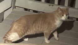 Found/Stray Male Cat last seen Tram, Albuquerque, NM 87122