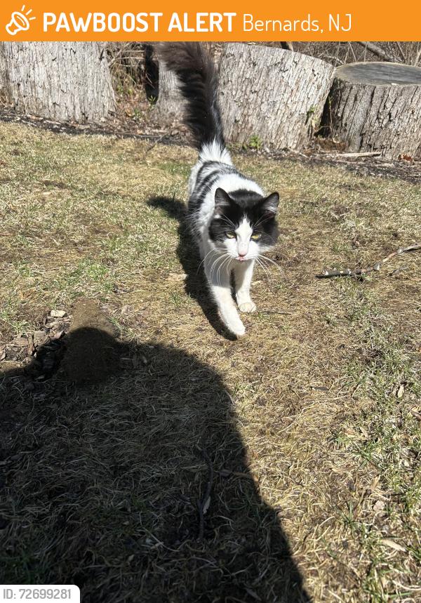 Found/Stray Unknown Cat last seen Mount Airy Rd, Basking Ridge, Bernards, NJ 07920
