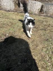 Found/Stray Unknown Cat last seen Mount Airy Rd, Basking Ridge, Bernards, NJ 07920