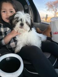 Lost Female Dog last seen Cockrell Hill and Alexander Ave, Duncanville, TX 75116