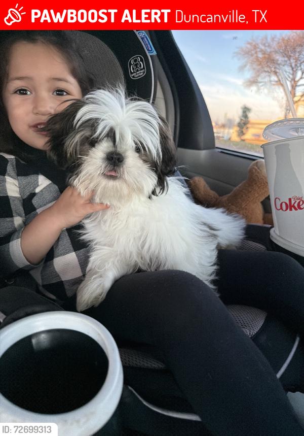 Lost Female Dog last seen Cockrell Hill and Alexander Ave, Duncanville, TX 75116