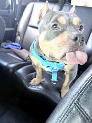 Lost Female Dog last seen E 64th and Warsaw park, Cleveland, OH 44105