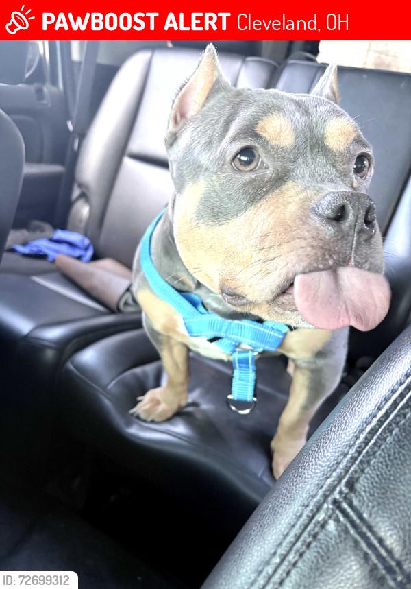 Lost Female Dog last seen E 64th and Warsaw park, Cleveland, OH 44105