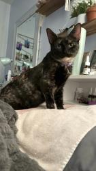 Lost Female Cat last seen The Meadows of Culpeper, Culpeper, VA 22701