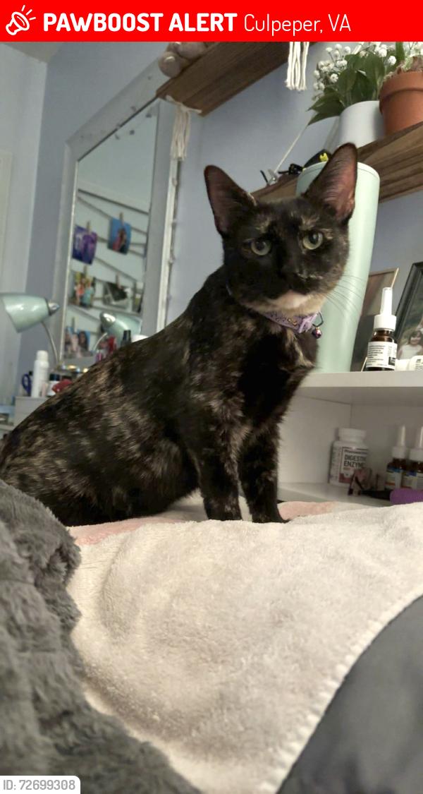 Lost Female Cat last seen The Meadows of Culpeper, Culpeper, VA 22701