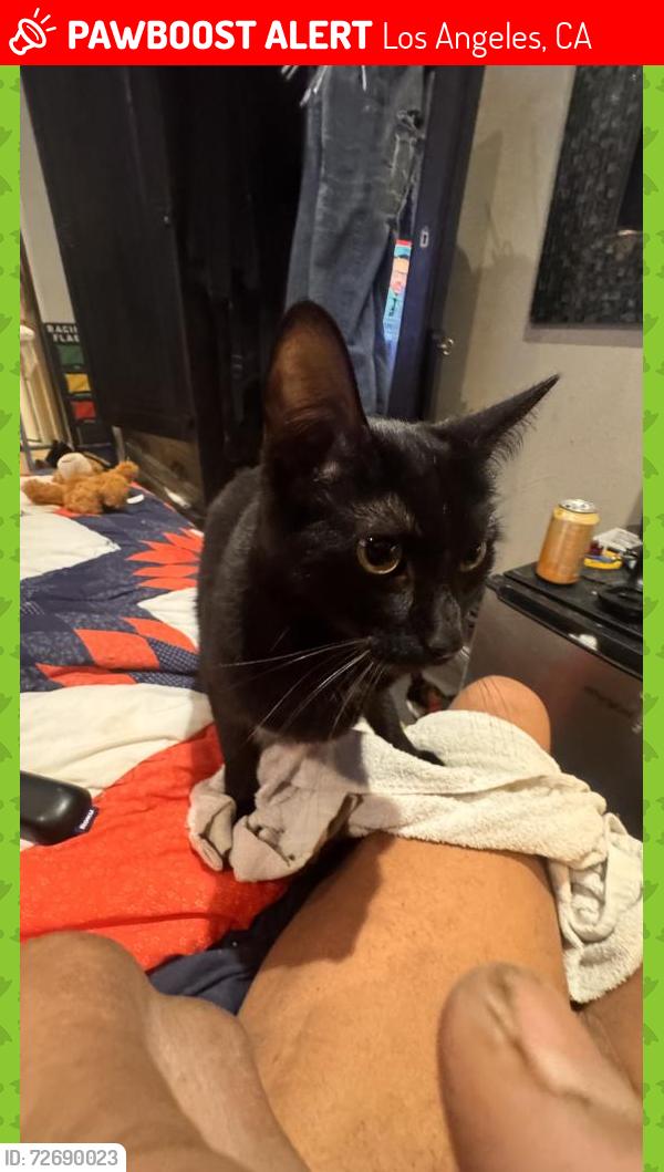 Lost Female Cat last seen Robertson / Horner st, Los Angeles, CA 90035