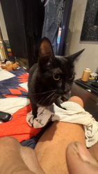 Lost Female Cat last seen Robertson / Horner st, Los Angeles, CA 90035