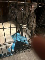 Found/Stray Unknown Dog last seen owens and walnut, Las Vegas, NV 89110