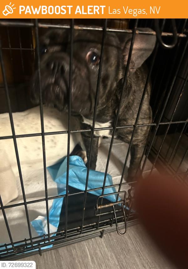 Found/Stray Unknown Dog last seen owens and walnut, Las Vegas, NV 89110