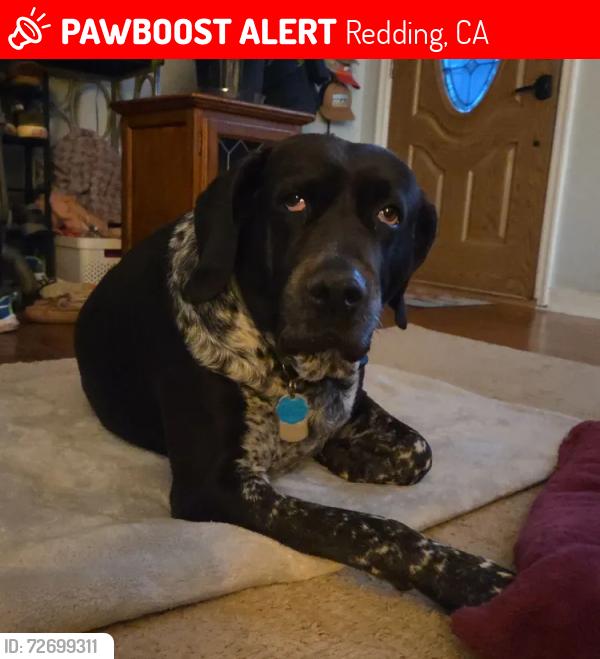 Lost Male Dog last seen Martin's Valley Supply Ace Hardware., Redding, CA 96001