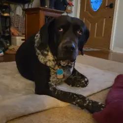 Lost Male Dog last seen Martin's Valley Supply Ace Hardware., Redding, CA 96001