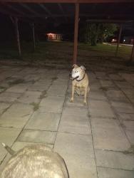 Lost Female Dog last seen Nw 17th and dalworth, Grand Prairie, TX 75050