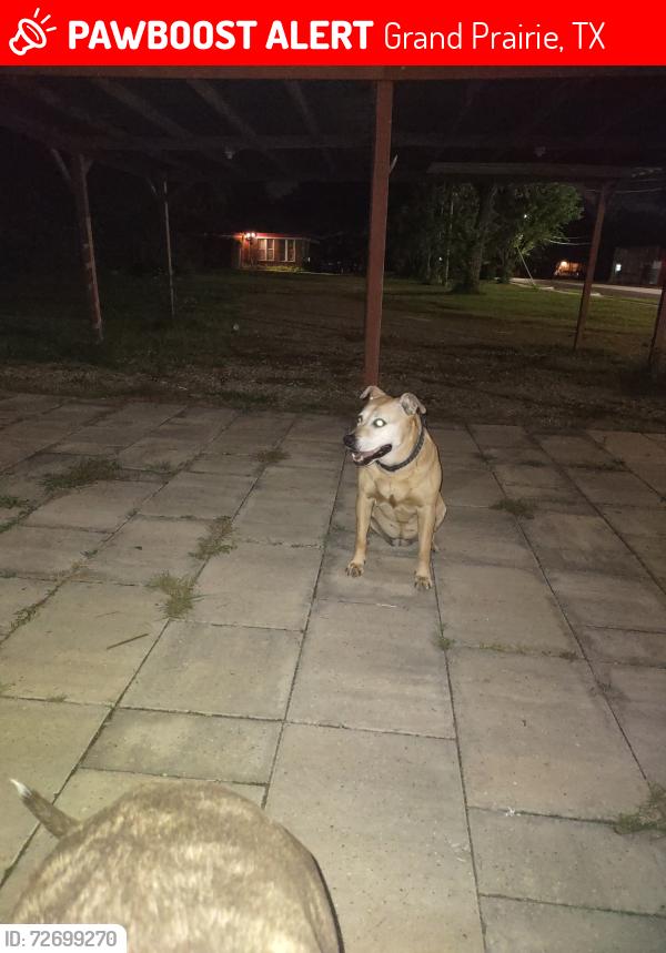 Lost Female Dog last seen Nw 17th and dalworth, Grand Prairie, TX 75050