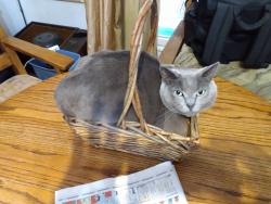 Lost Female Cat last seen Washington Place and Berryman Ave , Los Angeles, CA 90066