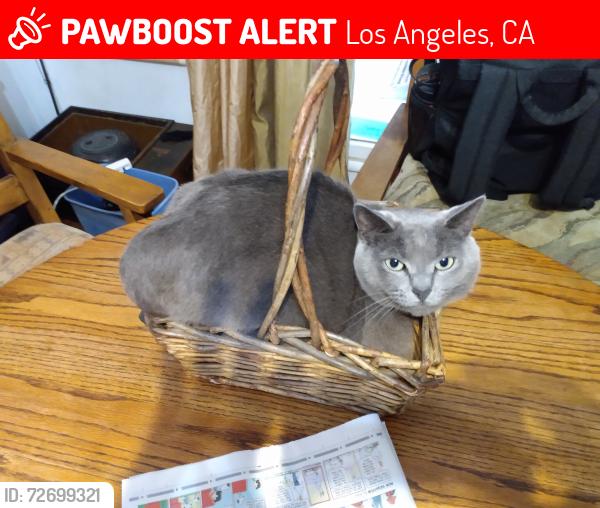 Lost Female Cat last seen Washington Place and Berryman Ave , Los Angeles, CA 90066