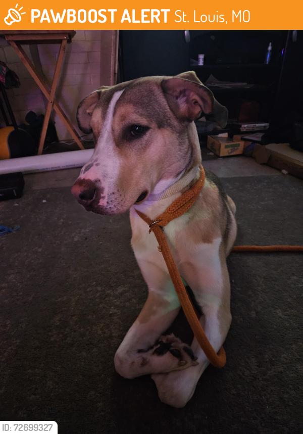 Found/Stray Male Dog last seen Itaska, St. Louis, MO 63111
