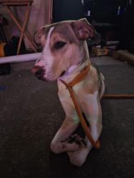 Found/Stray Male Dog last seen Itaska, St. Louis, MO 63111