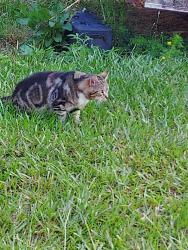 Lost Male Cat last seen Unwinding and calvin, Cameron, NC 28326