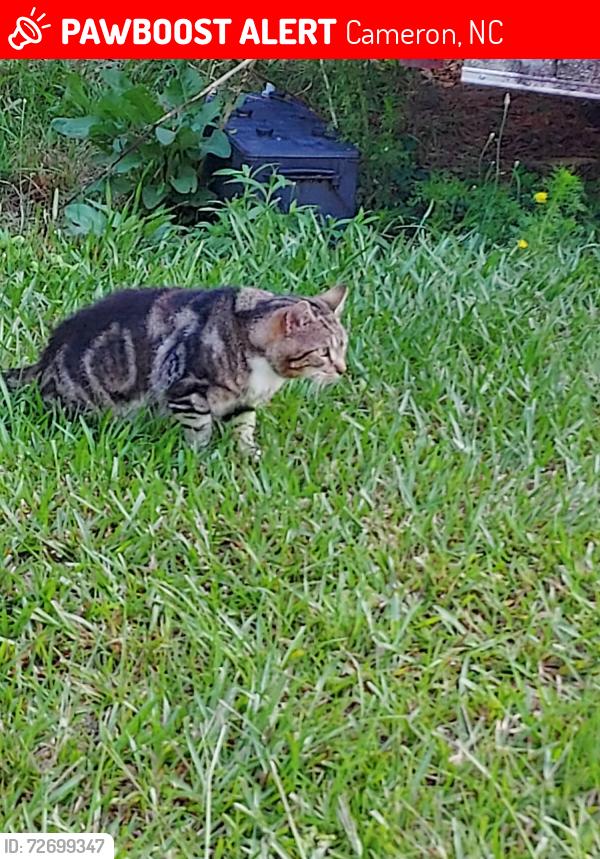 Lost Male Cat last seen Unwinding and calvin, Cameron, NC 28326