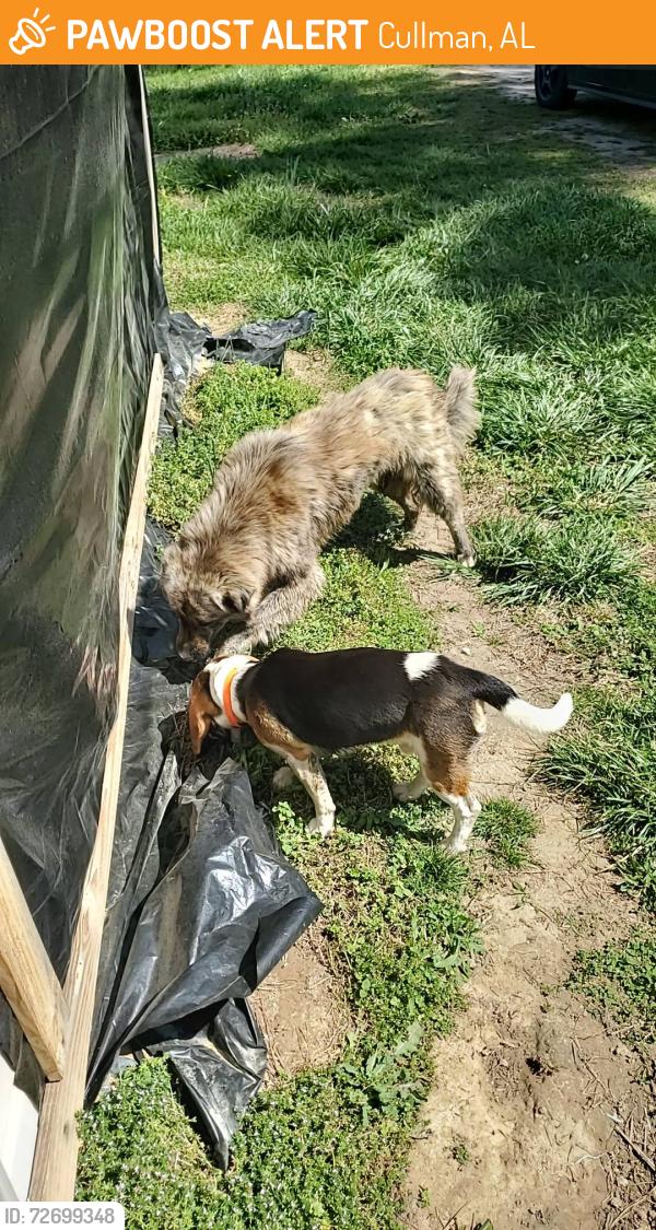 Found/Stray Unknown Dog last seen County Road 754, Cullman, AL 35055