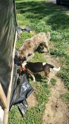 Found/Stray Unknown Dog last seen County Road 754, Cullman, AL 35055