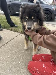 Found/Stray Male Dog last seen Near n oleander, Chicago, IL 60634