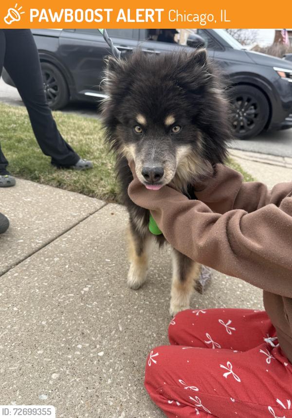 Found/Stray Male Dog last seen Near n oleander, Chicago, IL 60634