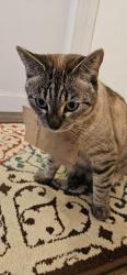 Lost Female Cat last seen Wulff and Wright , Sacramento, CA 95821