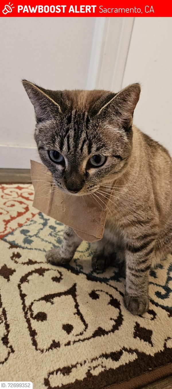 Lost Female Cat last seen Wulff and Wright , Sacramento, CA 95821