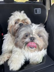 Lost Unknown Dog last seen Begonia, New Braunfels, TX 78132