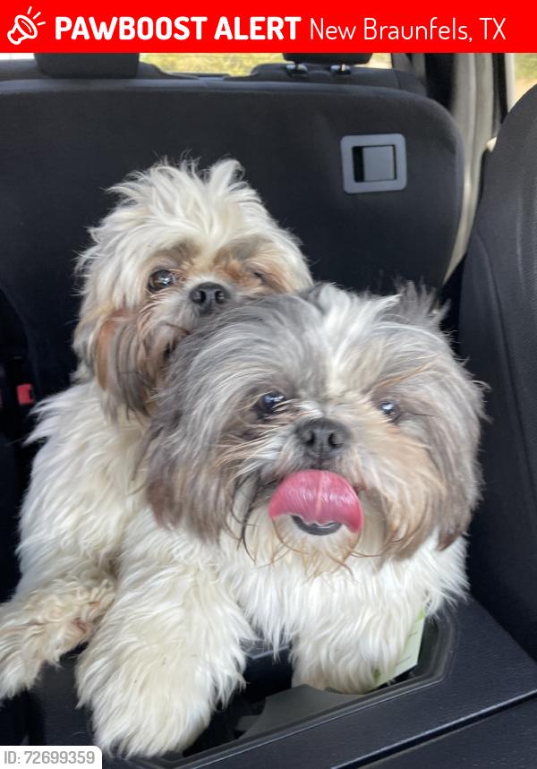 Lost Unknown Dog last seen Begonia, New Braunfels, TX 78132
