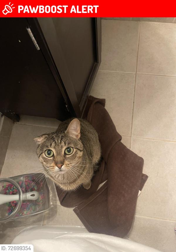 Lost Male Cat last seen Near S Stump Tavern Rd, Jackson Township, NJ 08527