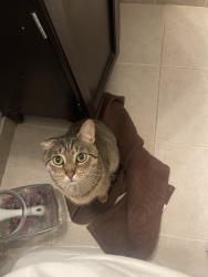 Lost Male Cat last seen Near S Stump Tavern Rd, Jackson Township, NJ 08527