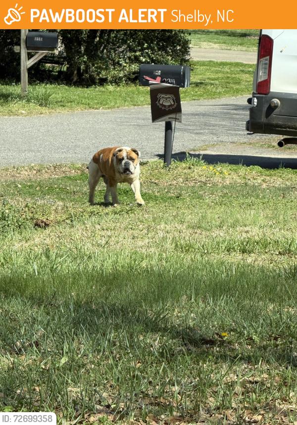 Found/Stray Male Dog last seen Near 74 and poplar springs , Shelby, NC 28152