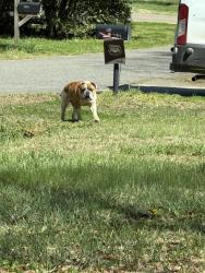 Found/Stray Male Dog last seen Near 74 and poplar springs , Shelby, NC 28152