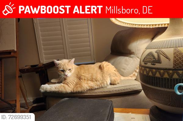 Lost Male Cat last seen Pembroke Lndg and Belmont Blvd, Millsboro, DE 19966