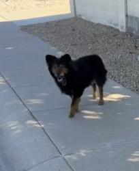 Found/Stray Male Dog last seen Myrtle and 21st St, Phoenix, AZ 85020