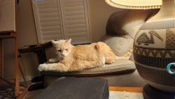 Lost Male Cat last seen Pembroke Lndg and Belmont Blvd, Millsboro, DE 19966
