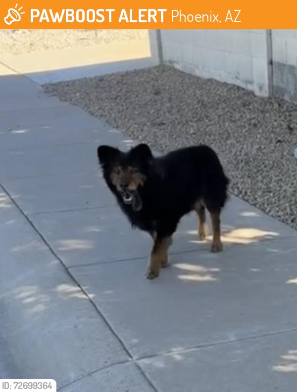 Found/Stray Male Dog last seen Myrtle and 21st St, Phoenix, AZ 85020