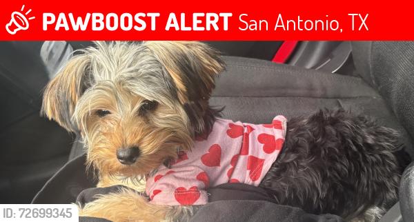 Lost Female Dog last seen Sinclair, San Antonio, TX 78222
