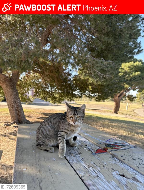 Lost Male Cat last seen Northern, Phoenix, AZ 85051
