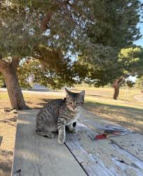 Lost Male Cat last seen Northern, Phoenix, AZ 85051