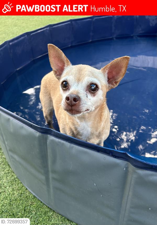 Lost Female Dog last seen Old Foxwood pool, playground, and tennis court, Humble, TX 77338