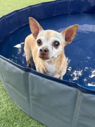 Lost Female Dog last seen Old Foxwood pool, playground, and tennis court, Humble, TX 77338
