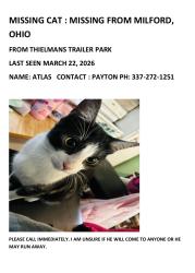 Lost Male Cat last seen theilmans trailer park, Milford, OH 45150