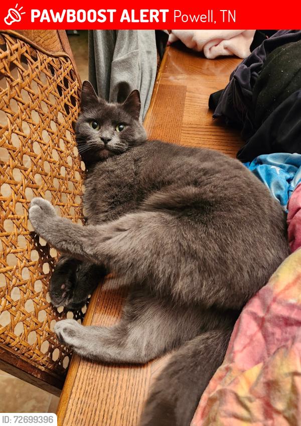 Lost Female Cat last seen Near w Beaver Creek drive , Powell, TN 37849