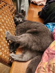 Lost Female Cat last seen Near w Beaver Creek drive , Powell, TN 37849
