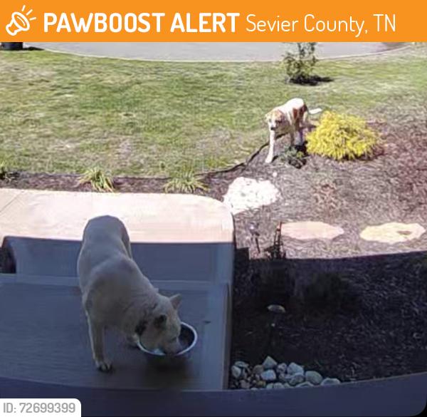 Found/Stray Unknown Dog last seen New center area, Sevier County, TN 37876